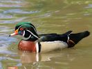 American Wood Duck (WWT Slimbridge May 2013) - pic by Nigel Key